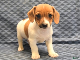 Jack Russell Terrier dogs Alex - Ad 38