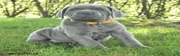 Cane Corso dogs for sale: Runner - Ad 4