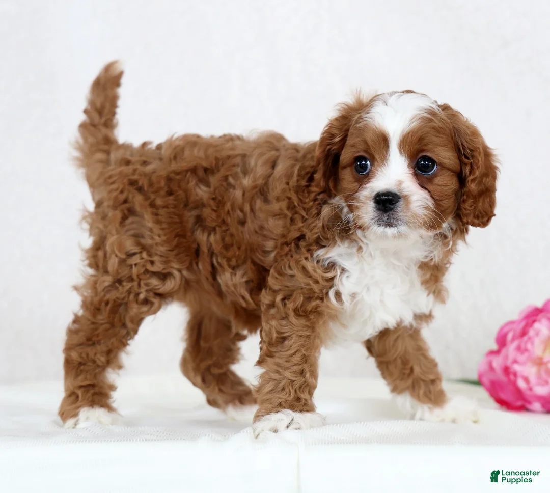 Cavapoo dogs for sale: Cecile - Ad 5