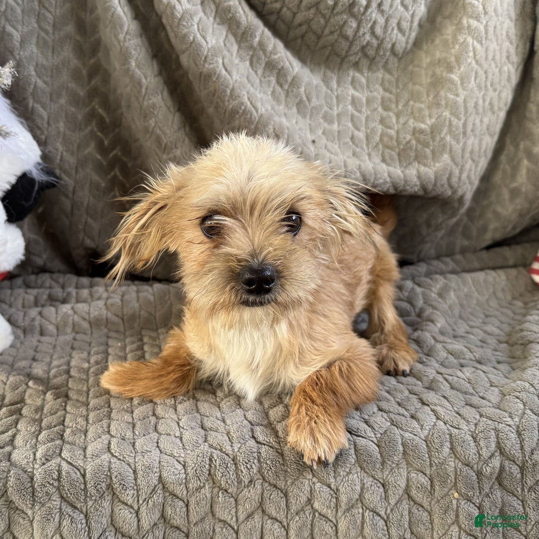 Morkie dogs for sale: Jasper  - Ad 5