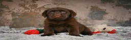 Labrador Retriever dogs for sale: Bailey - Ad 5
