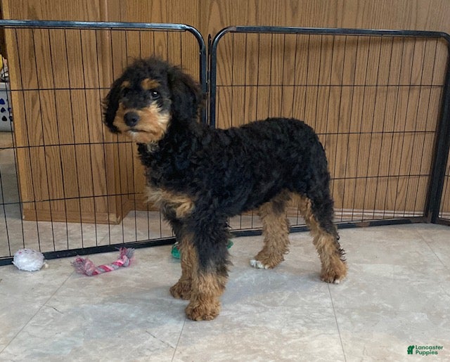 Mini Bernedoodle dogs Jazzy - Ad 2