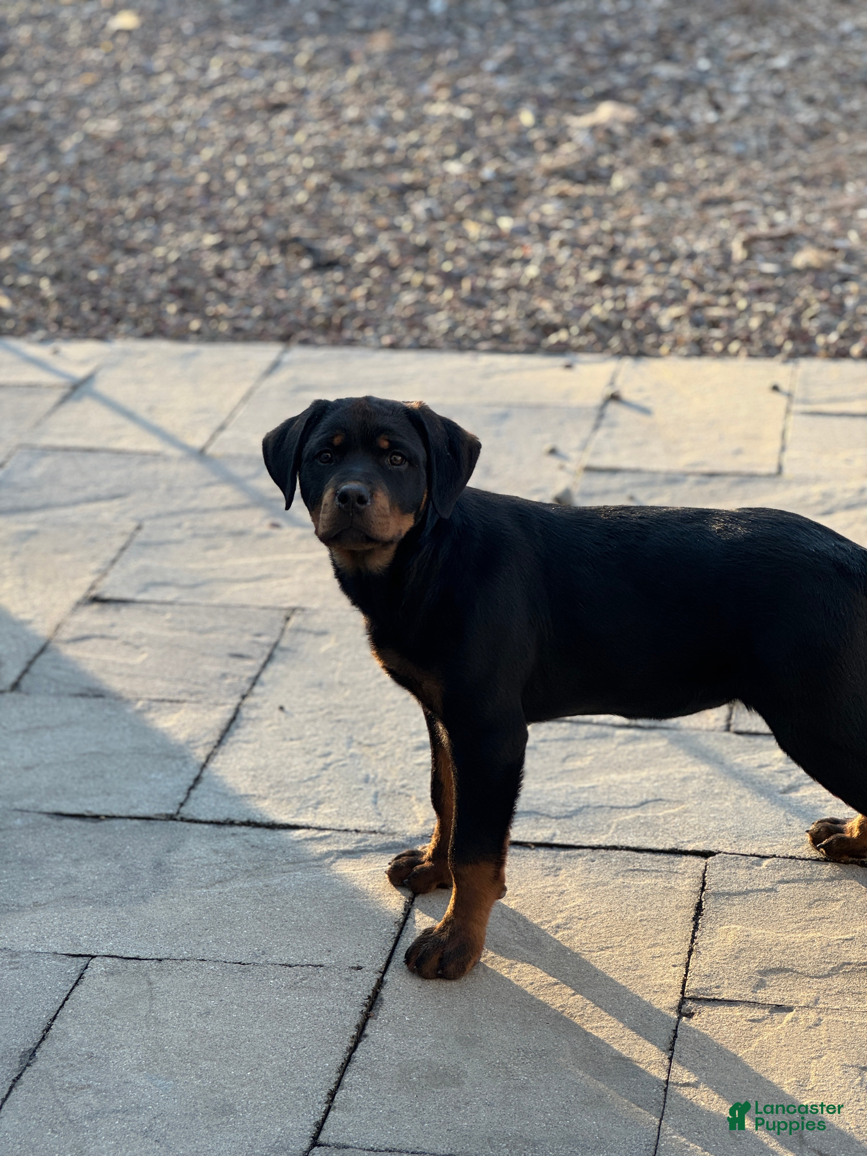 Rottweiler dogs Darcy (long tail)  - Ad 2