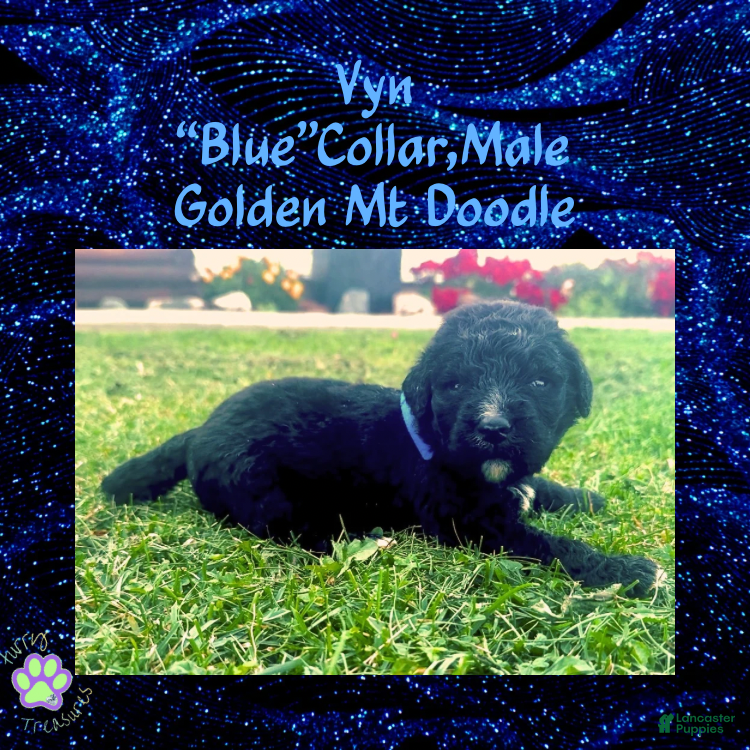 Mixed Breed dogs ⭐ Vyn — Blue Collar • Male Golden Mt Doodle - Ad 1