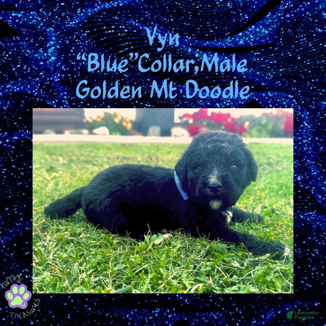 Mixed Breed dogs for sale: ⭐ Vyn — Blue Collar • Male Golden Mt Doodle - Ad 1