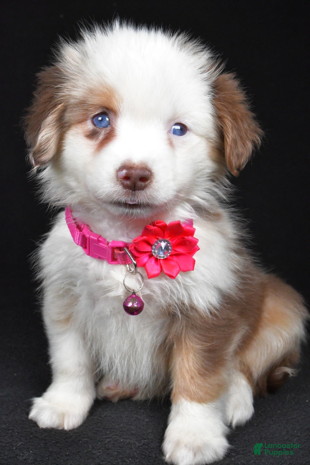 Miniature Australian Shepherd dogs for sale: Donna - Ad 1
