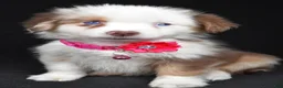 Miniature Australian Shepherd dogs for sale: Donna - Ad 1