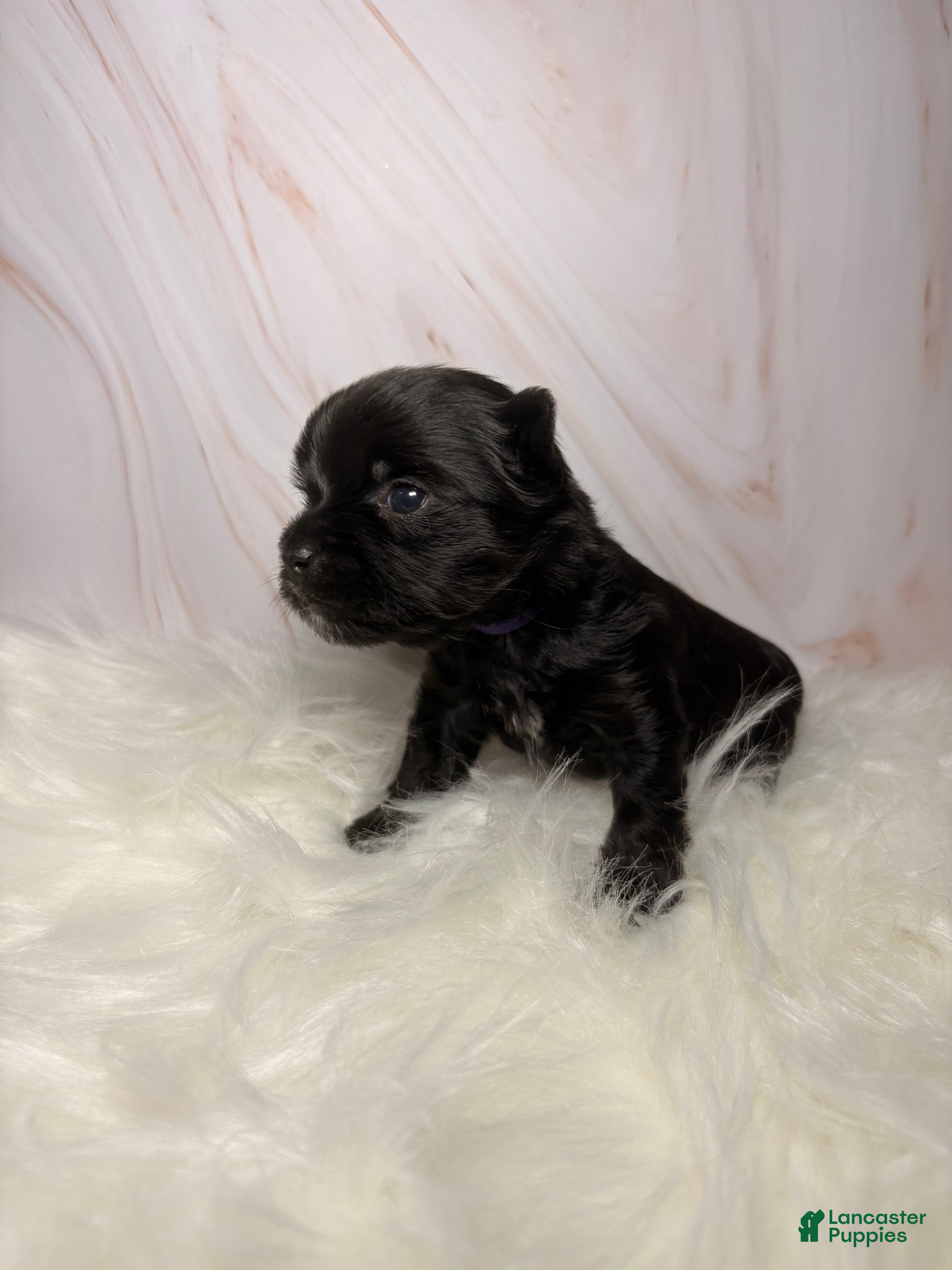 Yorkshire Terrier dogs Micro - Ad 40