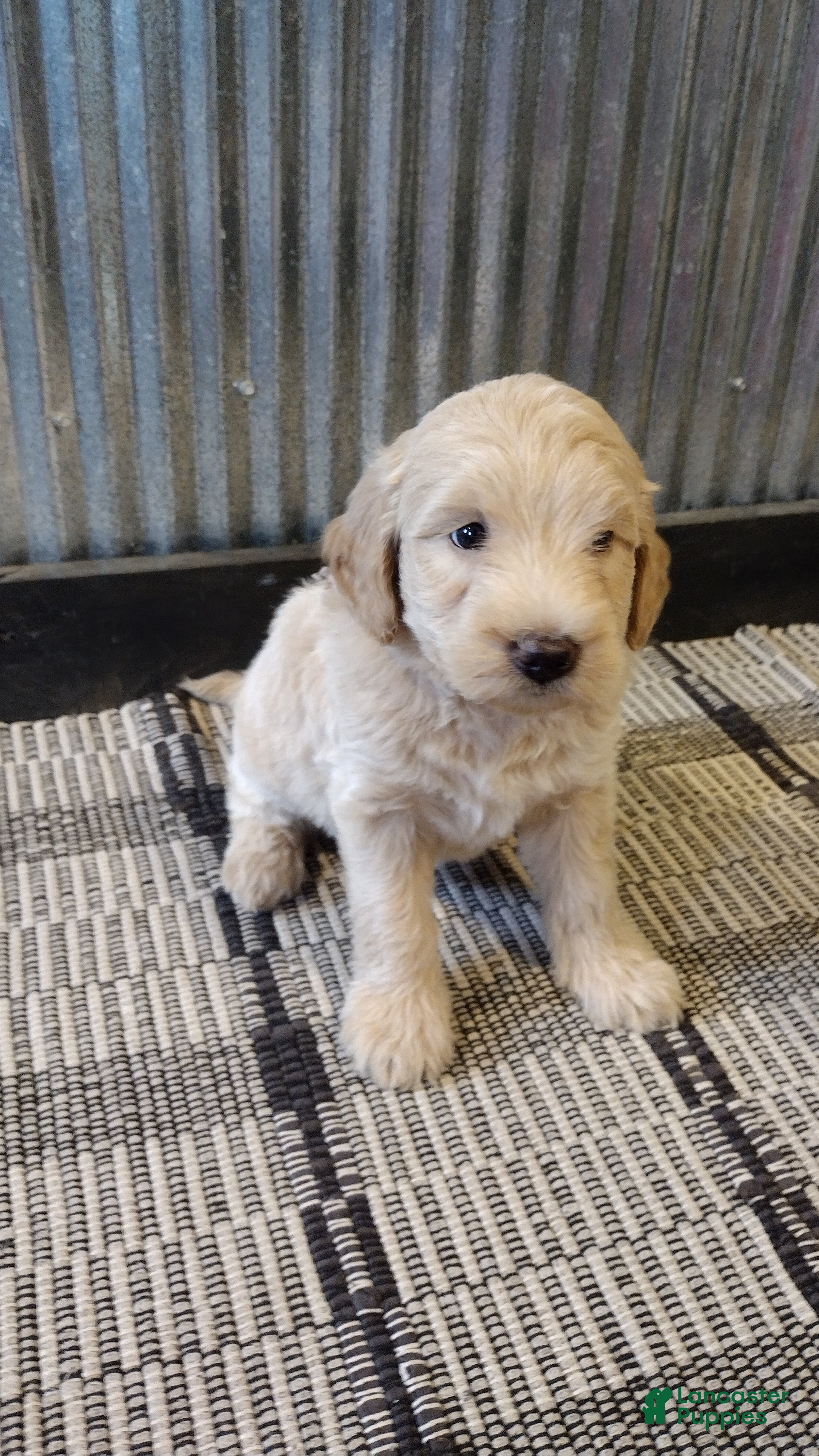 Mini Goldendoodle dogs Lacey  - Ad 1