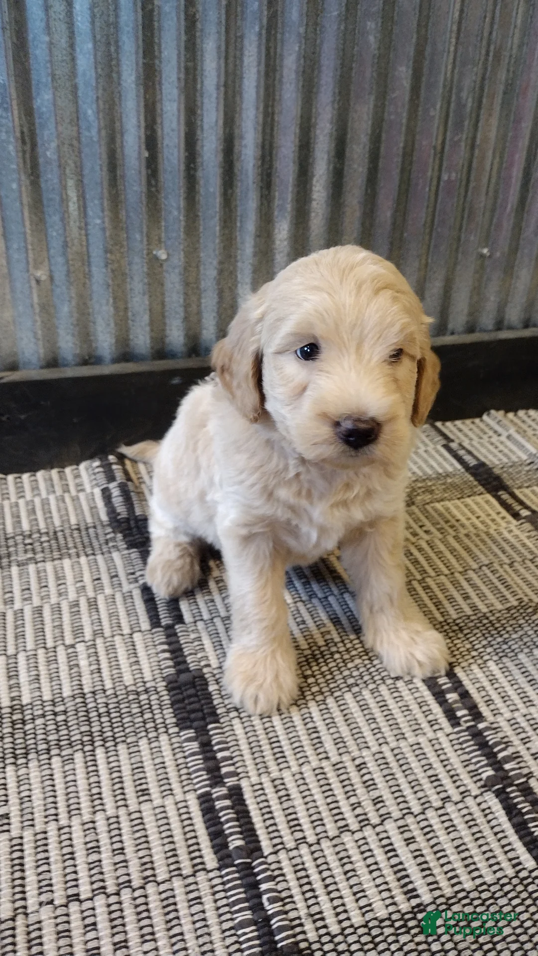 Mini Goldendoodle dogs for sale: Lacey  - Ad 1