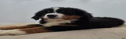 Bernese Mountain Dog dogs for sale: Bear - Ad 6