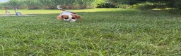 Cavalier King Charles Spaniel dogs for sale: Liam Cavalier King Charles Spaniel Puppy  - Ad 11