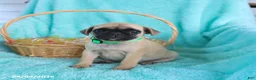 Pug dogs for sale: Bonnie - Ad 5
