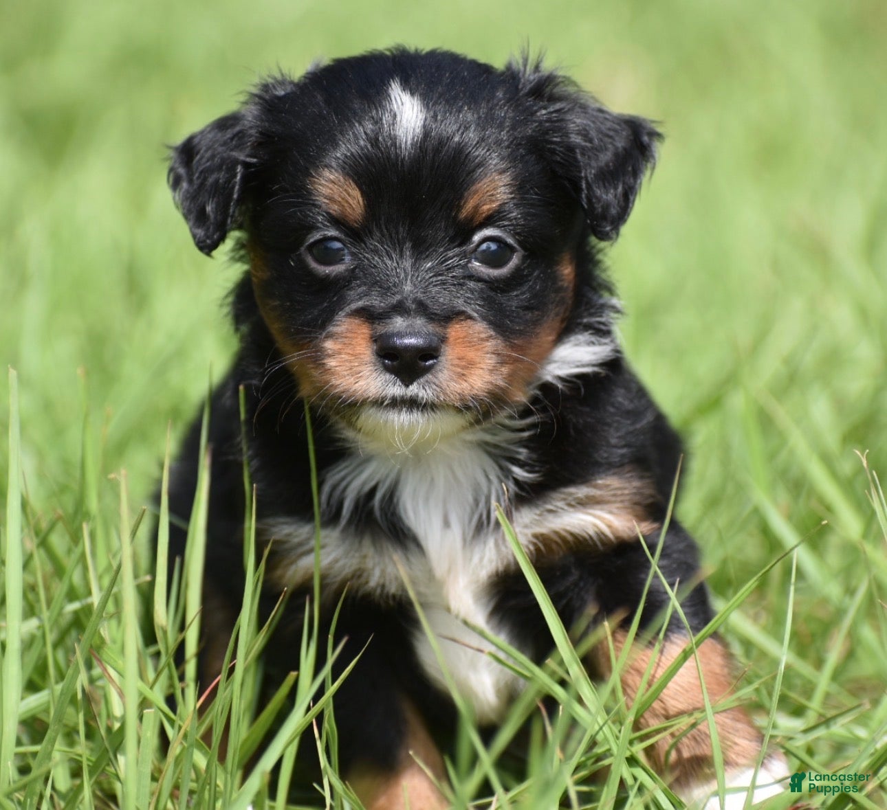 Toy Australian Shepherd dogs for sale: Toy Australian Shepherd Puppy 2 - Ad 1