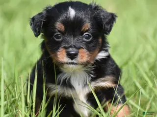 Toy Australian Shepherd dogs Toy Australian Shepherd Puppy 2 - Ad 3