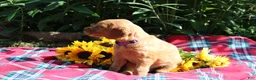 Mixed Breed dogs for sale: Mia - Irish Goldendoodle  - Ad 7