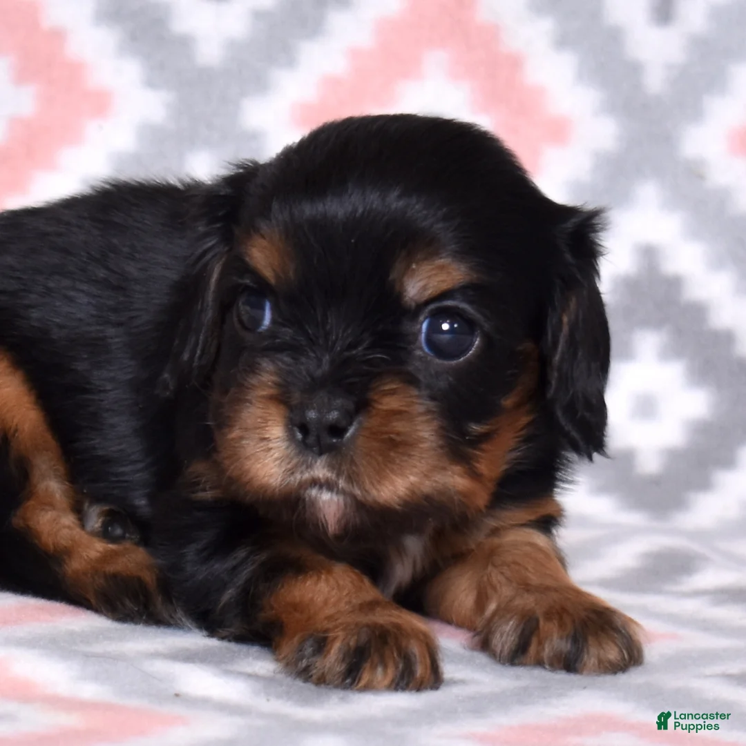 Cavalier King Charles Spaniel dogs for sale: Gracie - Ad 2