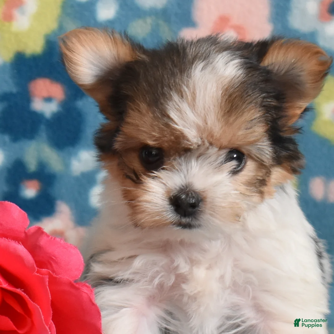 Yorkshire Terrier dogs for sale: Gemma  - Ad 7