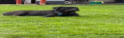 Rottweiler dogs for sale: Rottweiler 4 - Ad 2