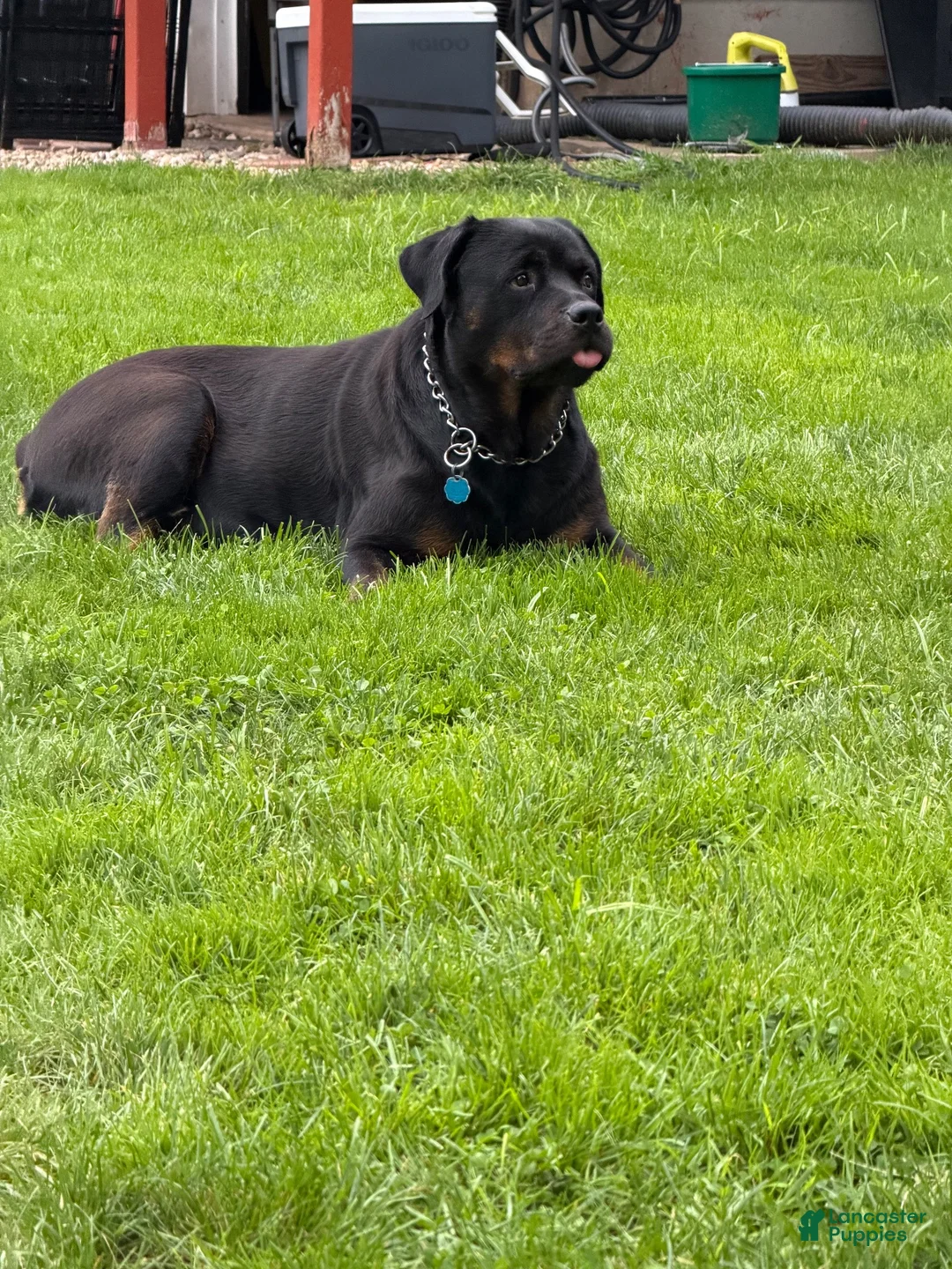 Rottweiler dogs for sale: Rottweiler 4 - Ad 2