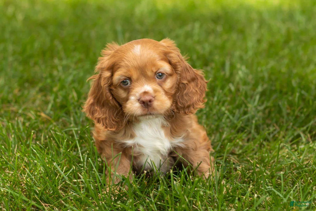 Cocker Spaniel dogs for sale: Oliver  - Ad 1