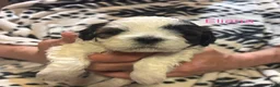 Shih Tzu dogs for sale: Eliana - Ad 1