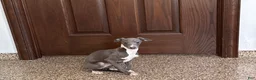 Italian Greyhound dogs for sale: TJ  - Ad 4