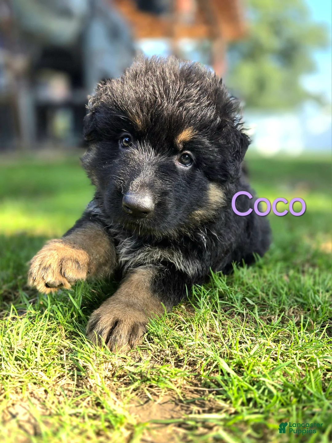 German Shepherd dogs for sale: Coco - Ad 2