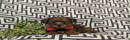 Yorkiepoo dogs for sale: Ajay - Ad 5