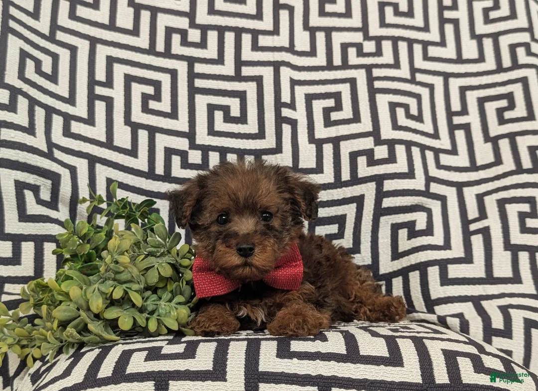 Yorkiepoo dogs for sale: Ajay - Ad 5