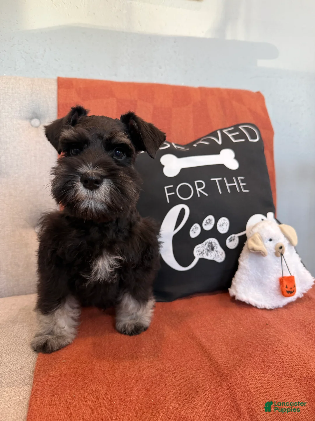 Miniature Schnauzer dogs for sale: Fig - Ad 1