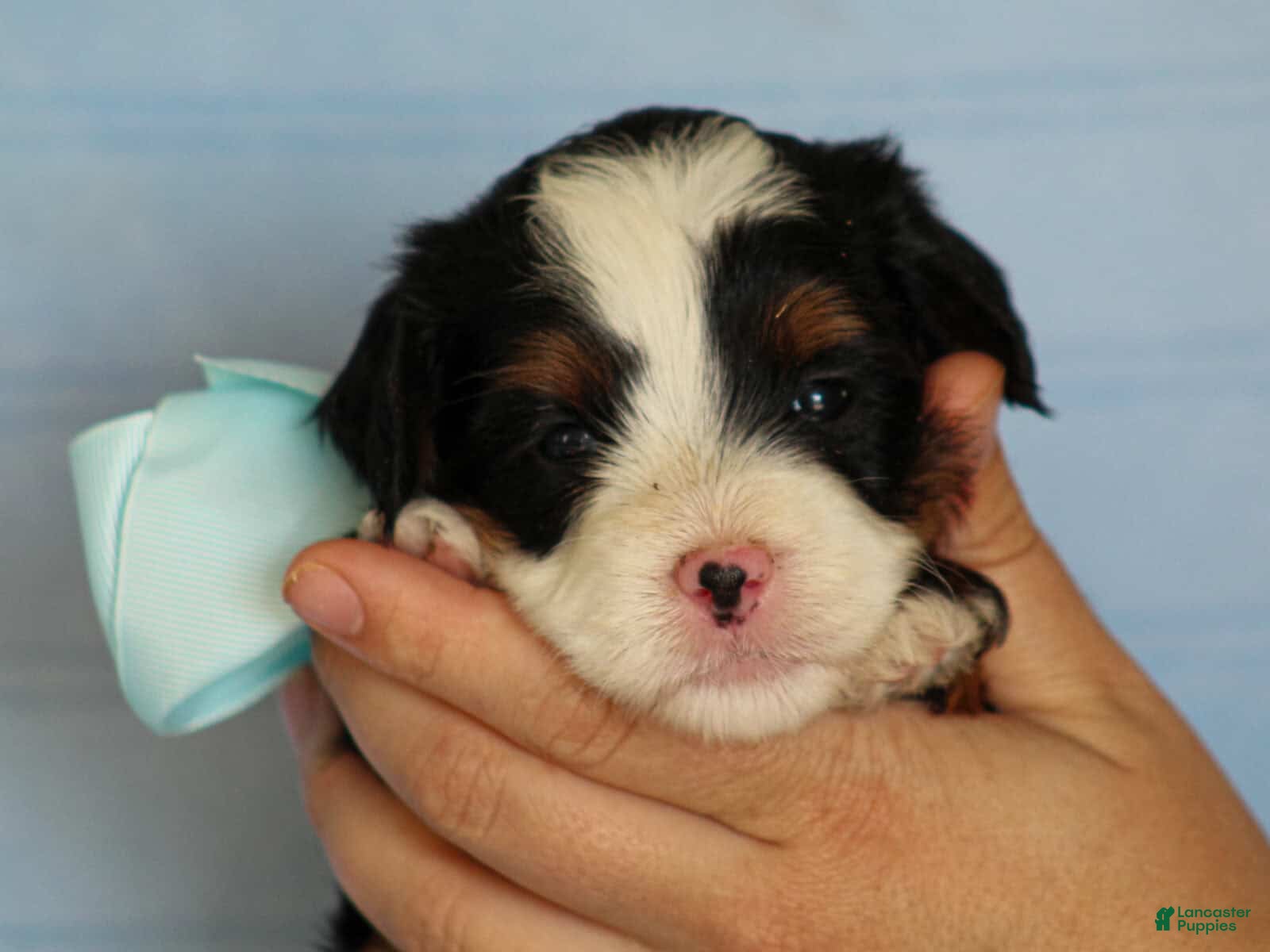 Mini Bernedoodle dogs Abner - Ad 1