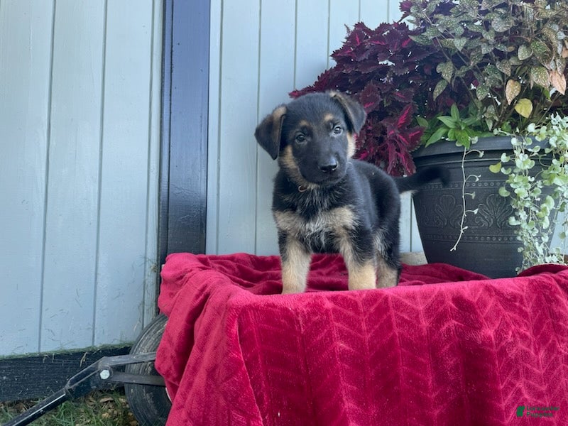 German Shepherd dogs Kluster - Ad 2
