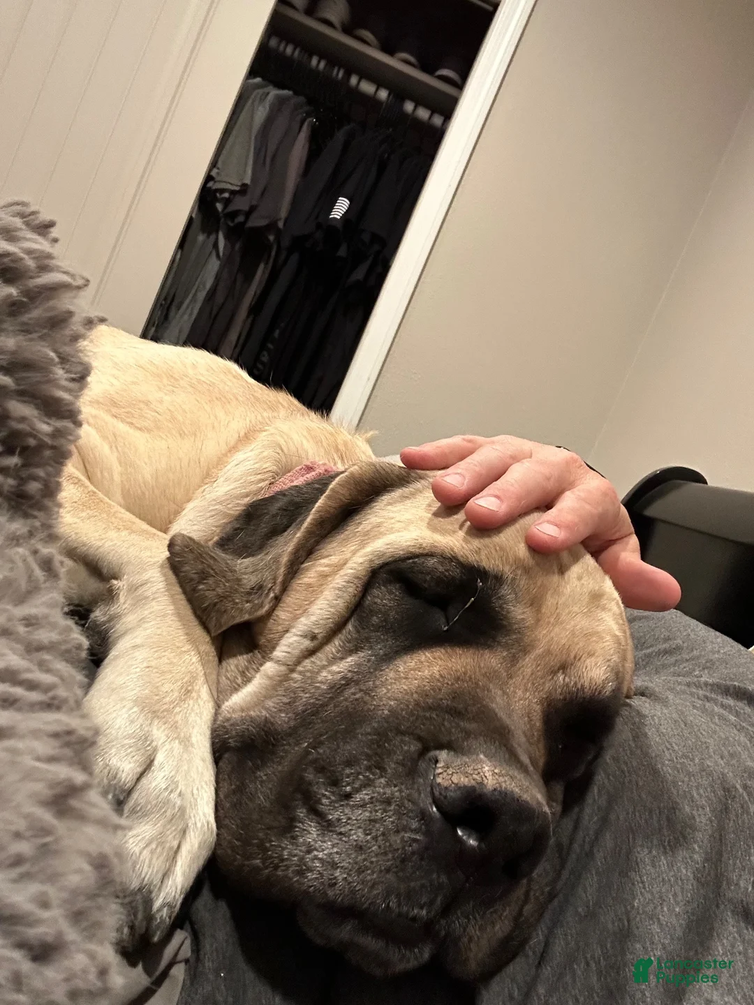 English Mastiff dogs for sale: English Mastiff 4 - Ad 3