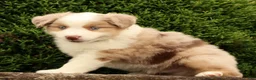 Miniature Australian Shepherd dogs for sale: Fraser - Ad 3
