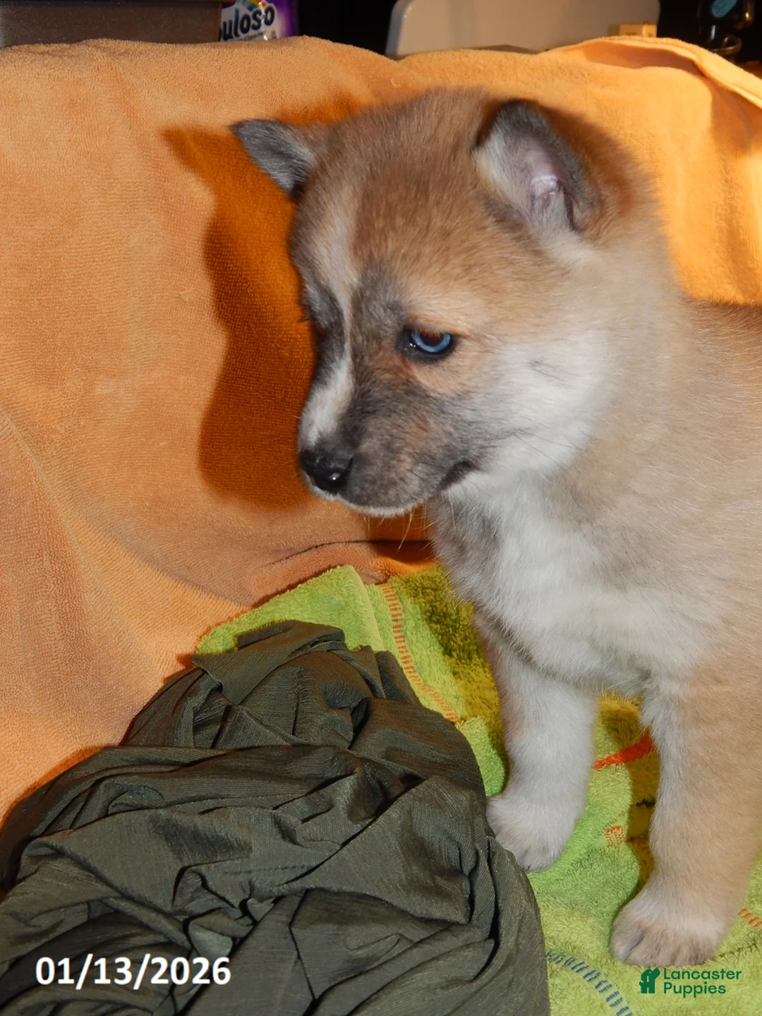 Pomsky dogs for sale: Ava  - Ad 3