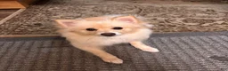 Pomeranian dogs for sale: Pomeranian 1 - Ad 2