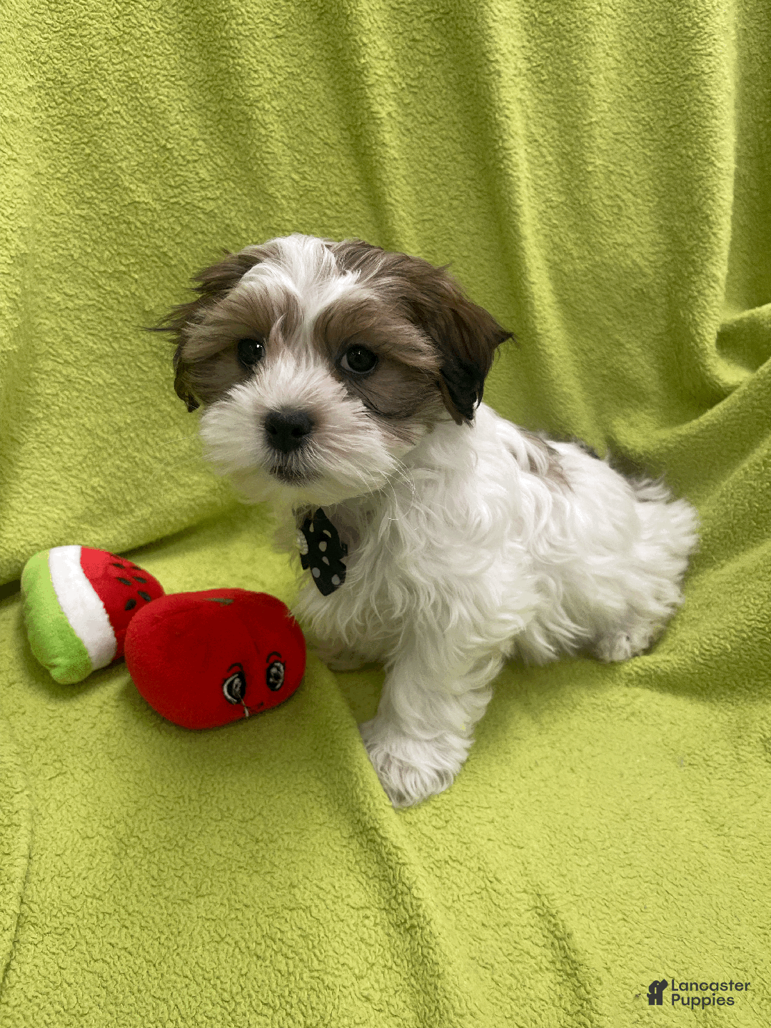 Malshi dogs for sale: Max - Ad 2