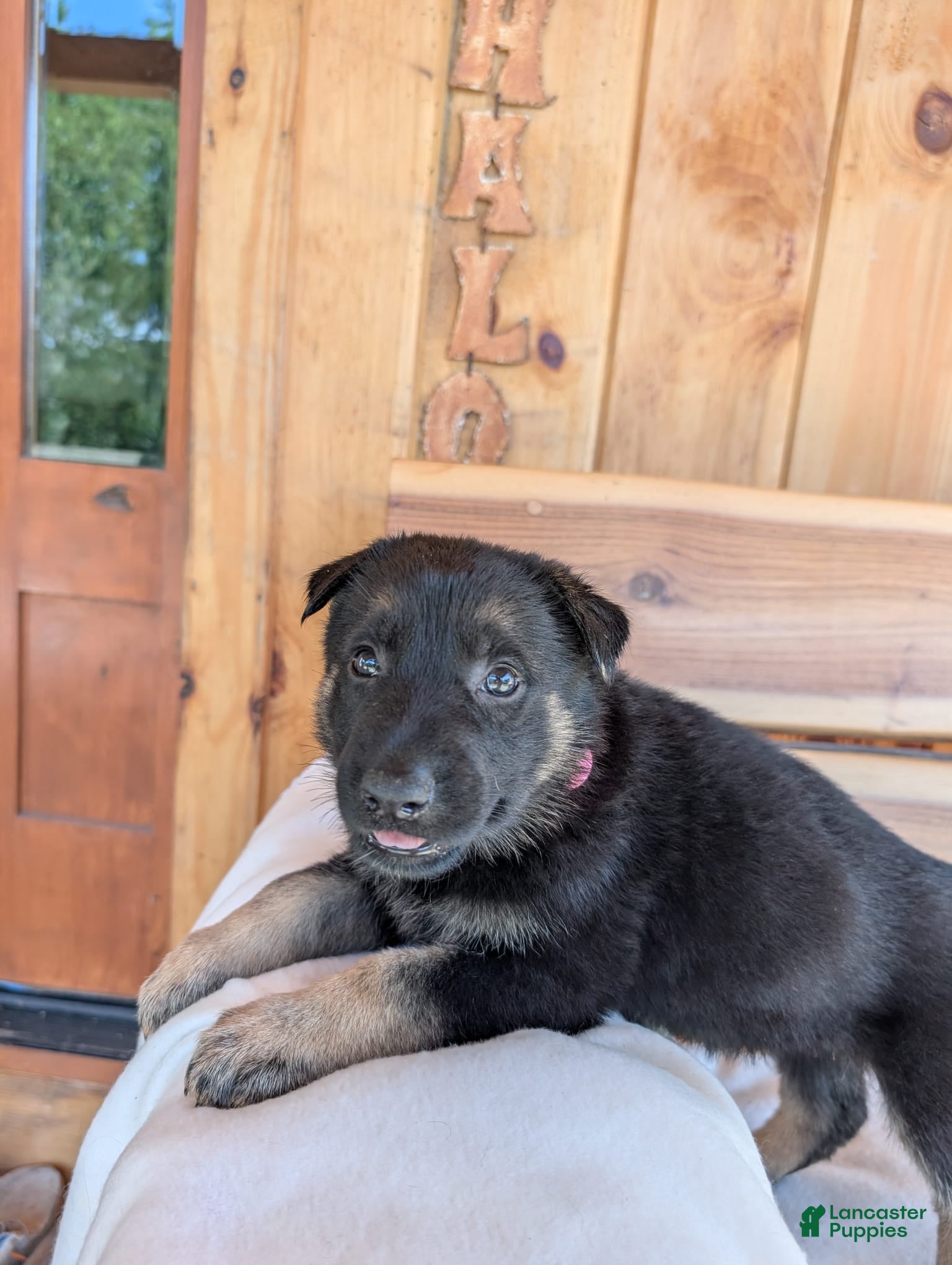 German Shepherd dogs 🐾DIESEL 🐾 - Ad 2