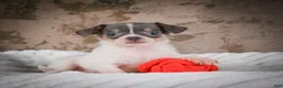 Chihuahua dogs for sale: Alex - Ad 4