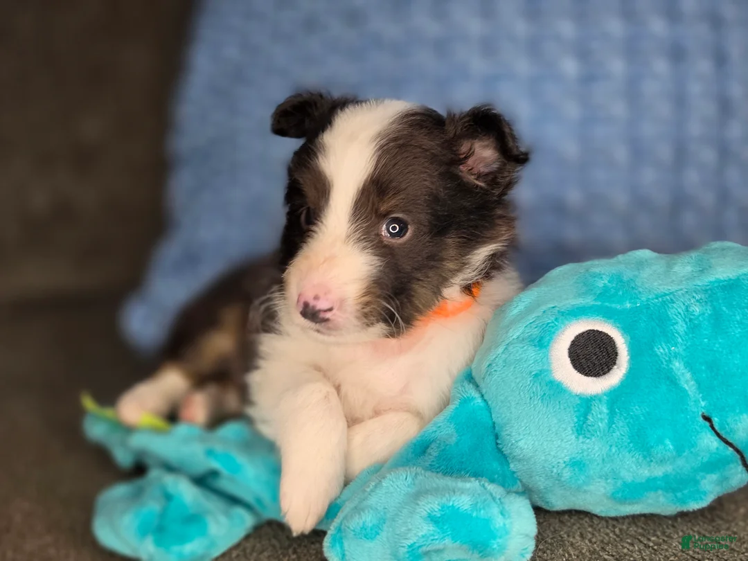 Shetland Sheepdog dogs for sale: Tallahassee AKC - Ad 2