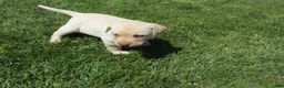 Labrador Retriever dogs for sale: Labrador Retriever Puppy 1 - Ad 6