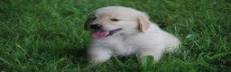 Golden Retriever dogs for sale: Golden Retriever 5 - Ad 4