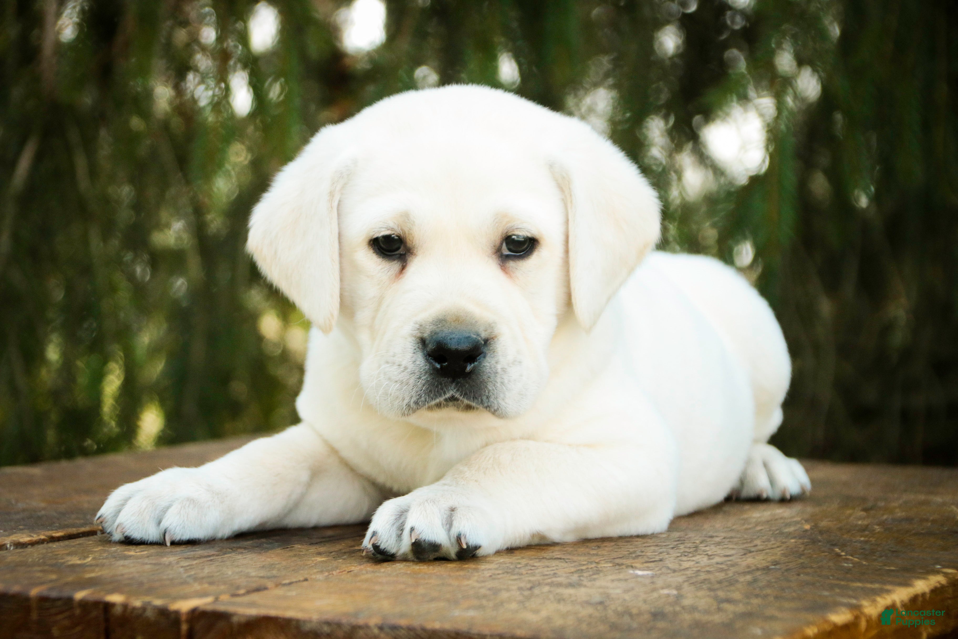 Labrador Retriever dogs Shadow - Ad 2