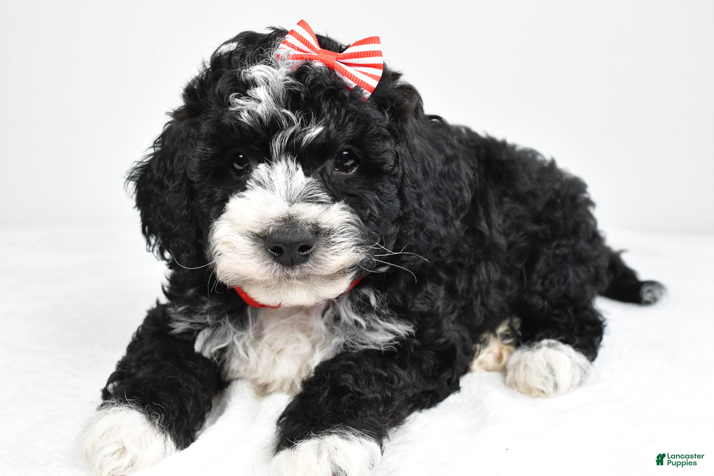 Mini Goldendoodle dogs Nemo - Ad 2