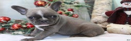 Frenchton dogs for sale: Bella  - Ad 3