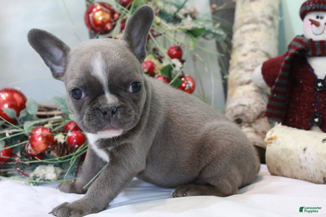 Frenchton dogs for sale: Bella  - Ad 3