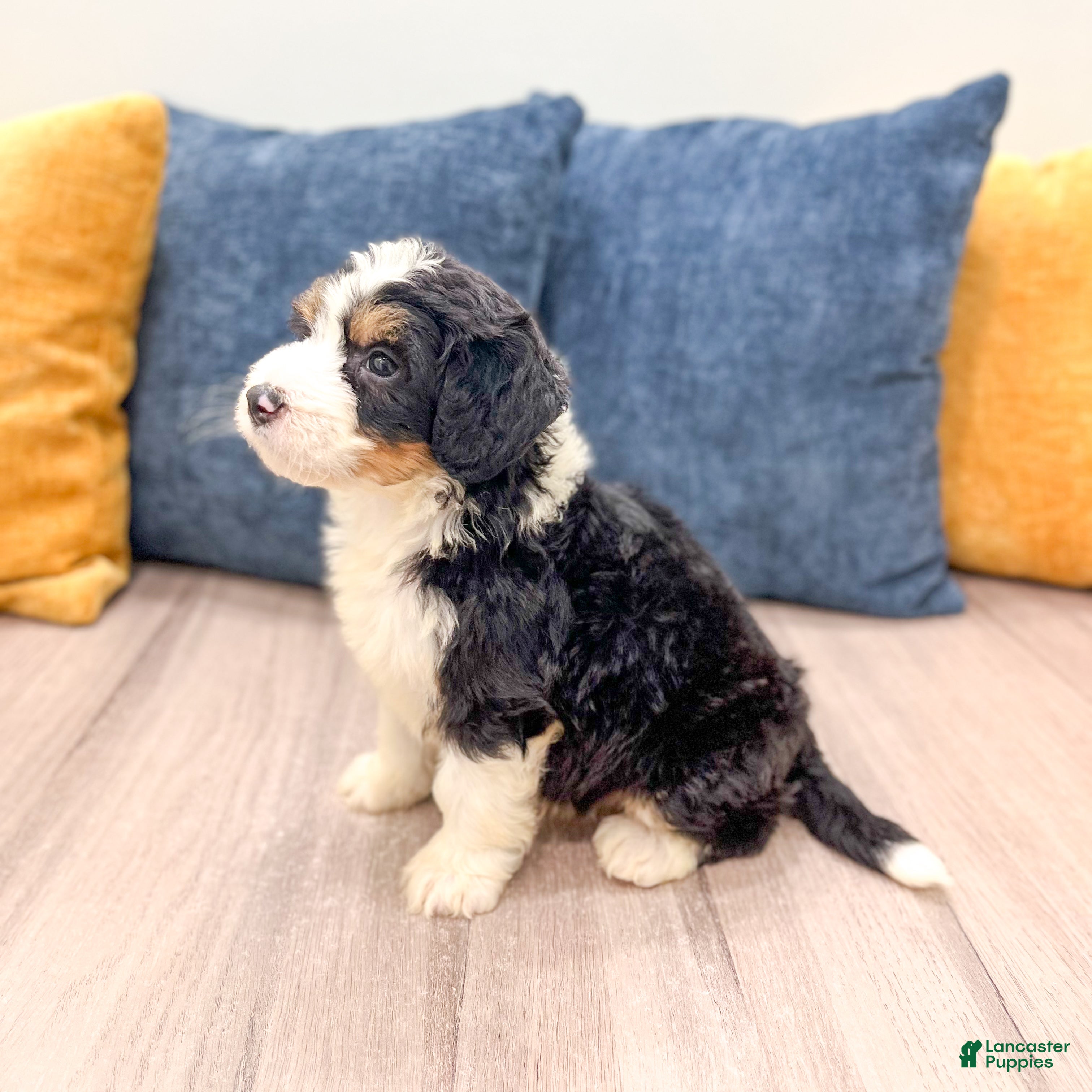 Mini Bernedoodle dogs for sale: Blaze - Ad 4