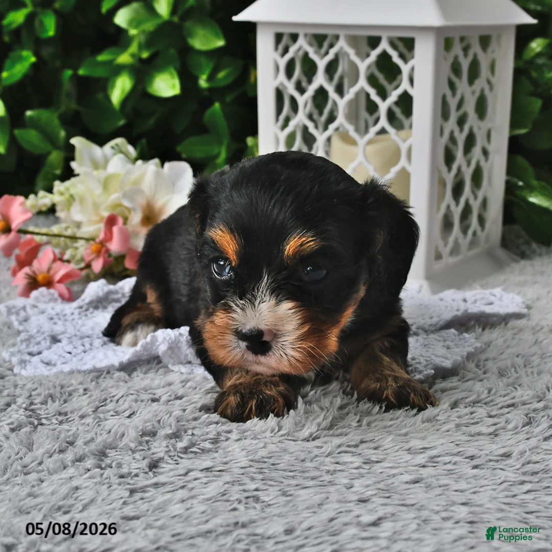 Cavachon dogs for sale: Betty   - Ad 2