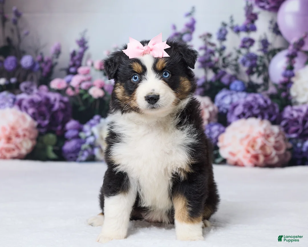 Australian Shepherd dogs for sale: Roxy - Ad 1